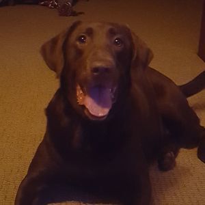 Meet your Posher, Brandon